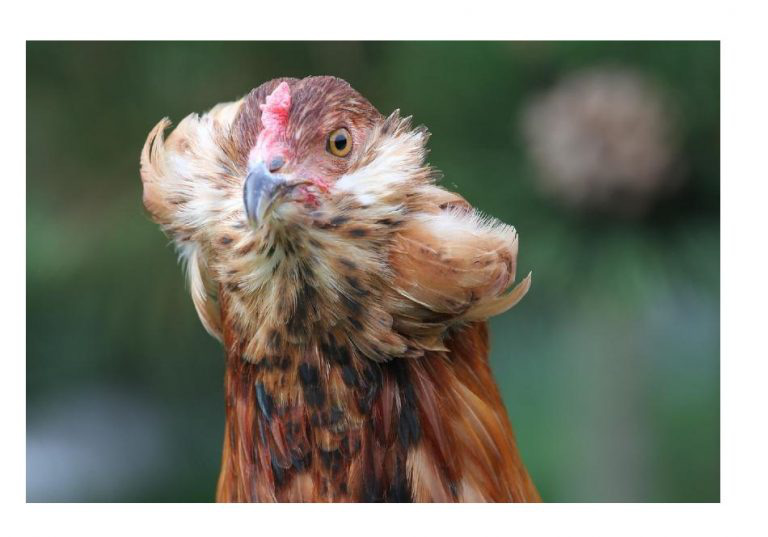 Bí ẩn về loài gà lạ dáng đẹp, không đuôi, lại đẻ sòn sòn ra trứng màu tới 240 quả/năm - Ảnh 9.