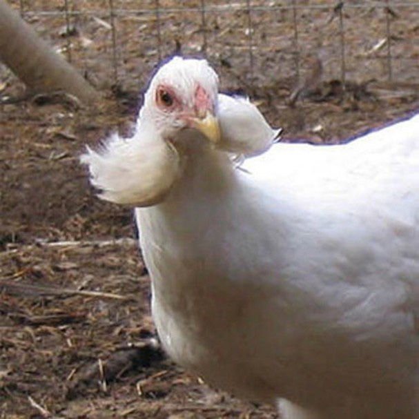 Bí ẩn về loài gà lạ dáng đẹp, không đuôi, lại đẻ sòn sòn ra trứng màu tới 240 quả/năm - Ảnh 1.