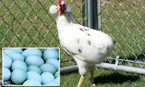 Bí ẩn về loài gà lạ dáng đẹp, không đuôi, lại đẻ sòn sòn ra trứng màu tới 240 quả/năm - Ảnh 6.