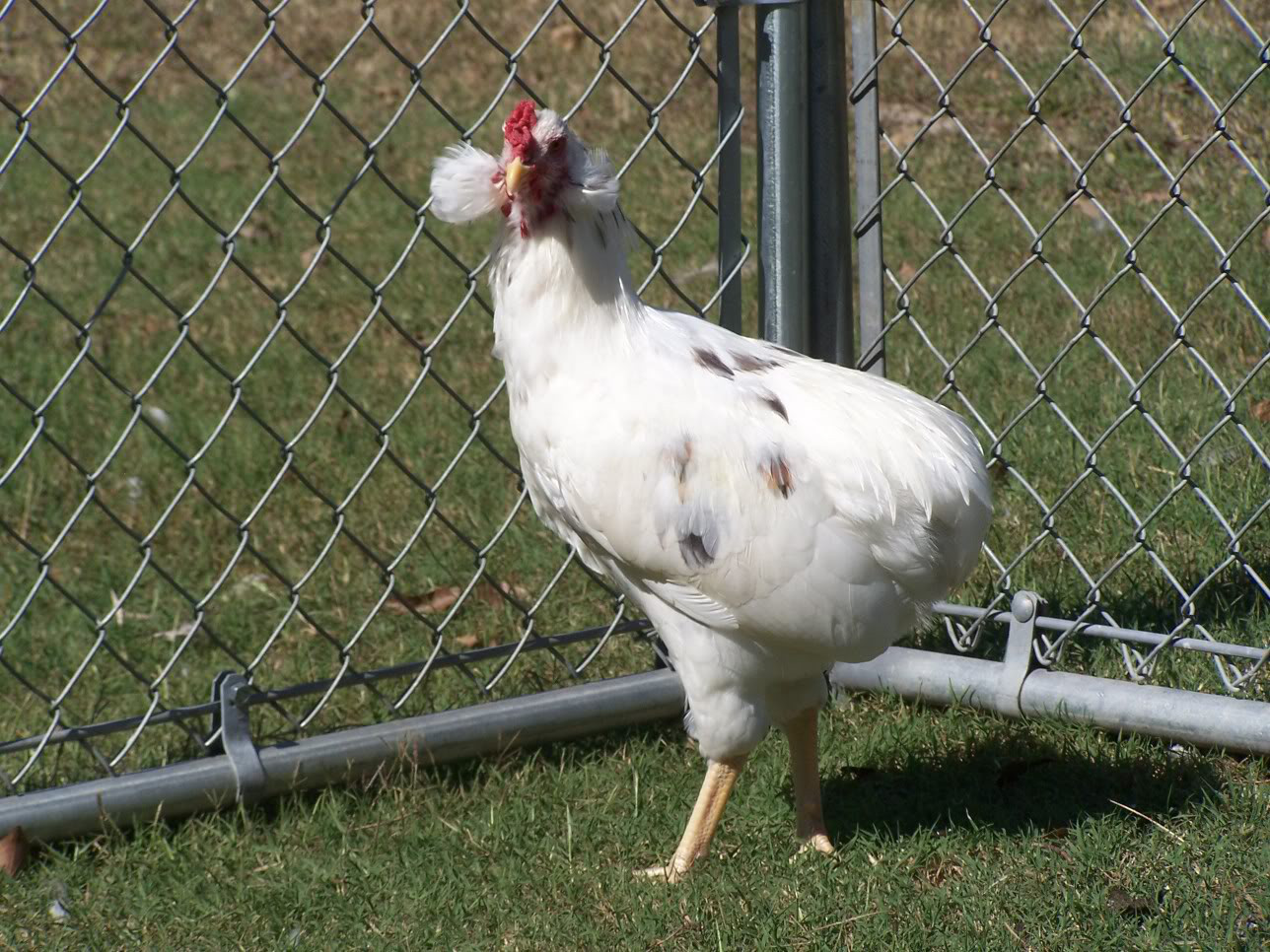Bí ẩn về loài gà lạ dáng đẹp, không đuôi, lại đẻ sòn sòn ra trứng màu tới 240 quả/năm - Ảnh 4.