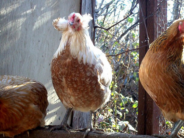 Bí ẩn về loài gà lạ dáng đẹp, không đuôi, lại đẻ sòn sòn ra trứng màu tới 240 quả/năm - Ảnh 2.