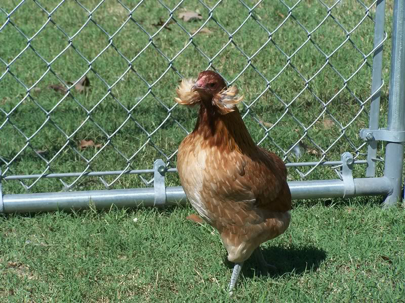 Bí ẩn về loài gà lạ dáng đẹp, không đuôi, lại đẻ sòn sòn ra trứng màu tới 240 quả/năm - Ảnh 7.