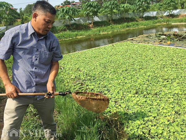 Phú Thọ: Bỏ lúa nuôi con sống dưới bèo cho thu nhập gấp 10 lần - Ảnh 1.