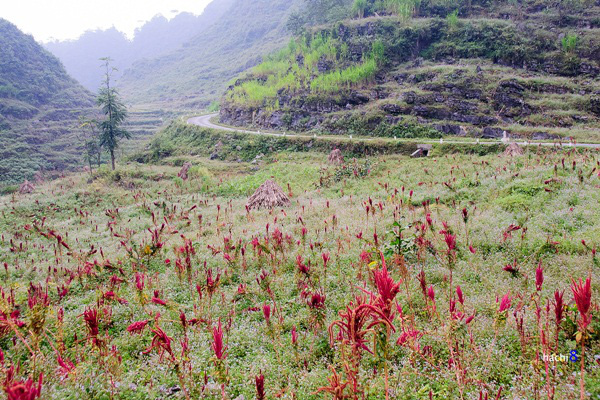 Ngắm biển lúa vàng Hoàng Su Phì và trọn vẹn những mùa hoa rất mộc của Hà Giang - Ảnh 11.