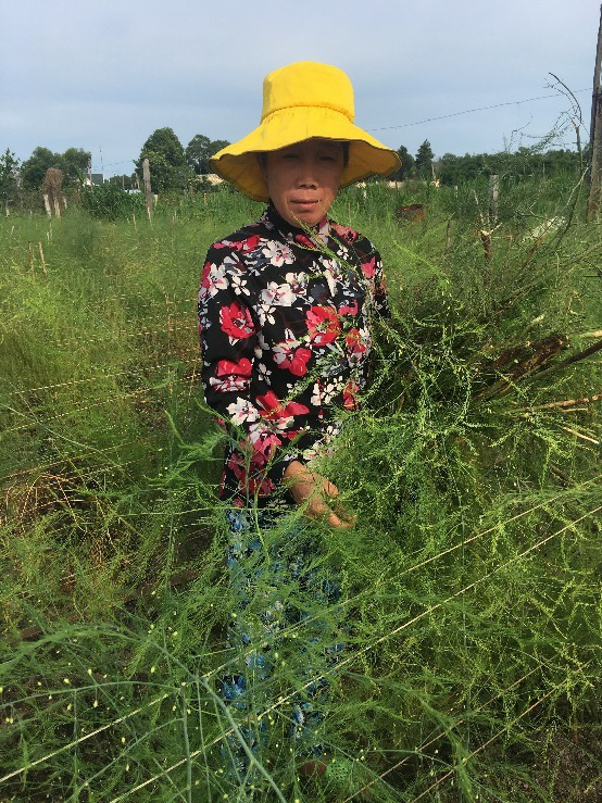 Trồng &quot;rau hoàng đế&quot;, ngày nào cũng có mầm mập ú cắt bán, không lo đụng hàng dội chợ - Ảnh 2.