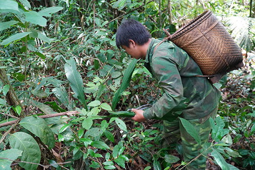 Bình Thuận: Dân nườm nượp lên núi hái thứ lá lạ này làm gì mà vắt cắn chảy máu vẫn cứ ham đi? - Ảnh 8.