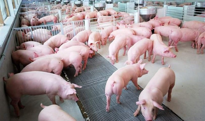 Hộ chăn nuôi lợn không có đủ nguồn lực để đầu tư tái đàn - Ảnh 1.