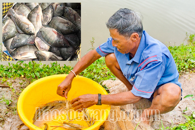 Sóc Trăng: Thả tôm càng xanh, thả cá rô phí nuôi trong ruộng lúa, 2 con đều nhanh lớn, bán đắt hàng - Ảnh 1.