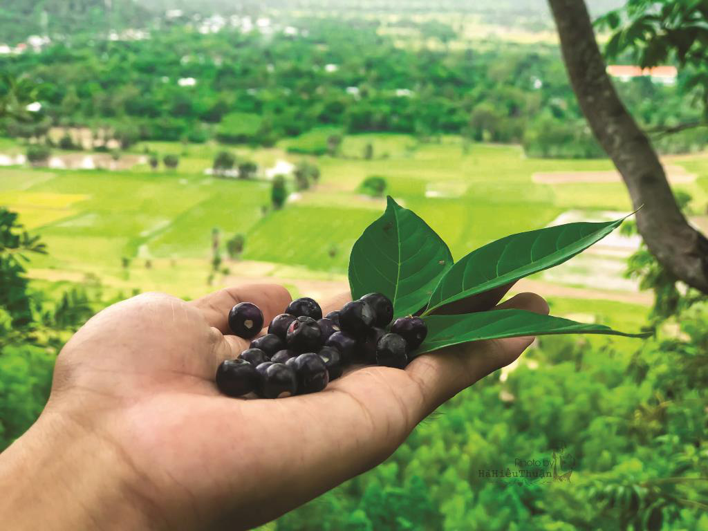 An Giang: Trái chồi mồi - đặc sản rừng phải không cao lương mỹ vị nhưng lại ẩn chứa tình quê - Ảnh 2.