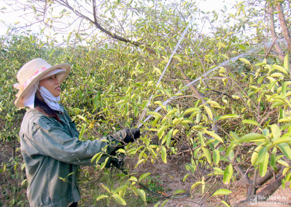 Nắng như đổ lửa, chanh khô quắt trên cây - Ảnh 4.