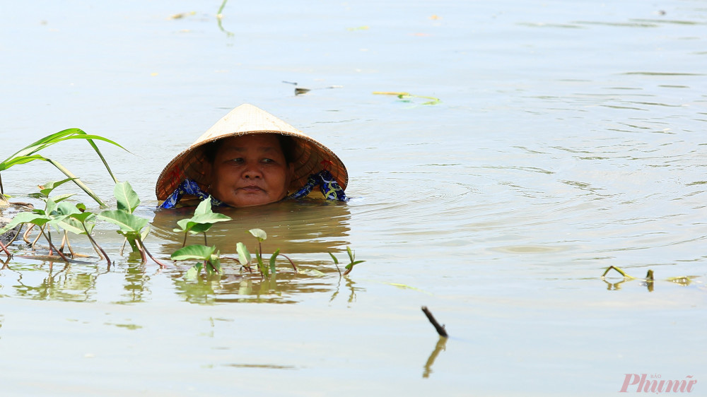 Nhọc nhằn nghề hái rau muống dại ở Sài Gòn - Ảnh 2.