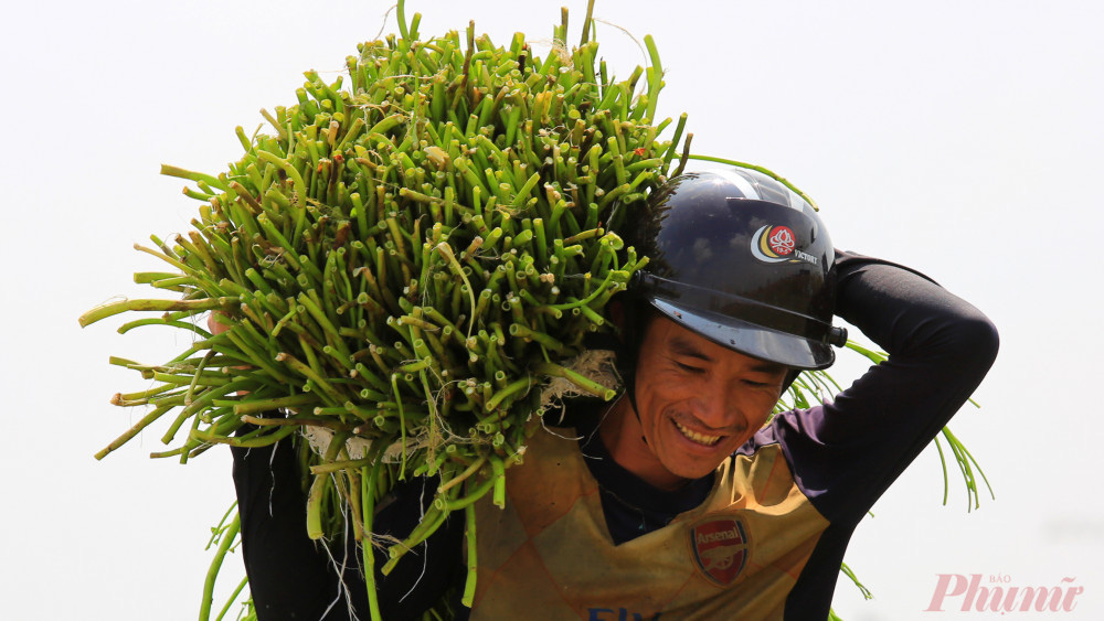 Nhọc nhằn nghề hái rau muống dại ở Sài Gòn - Ảnh 6.