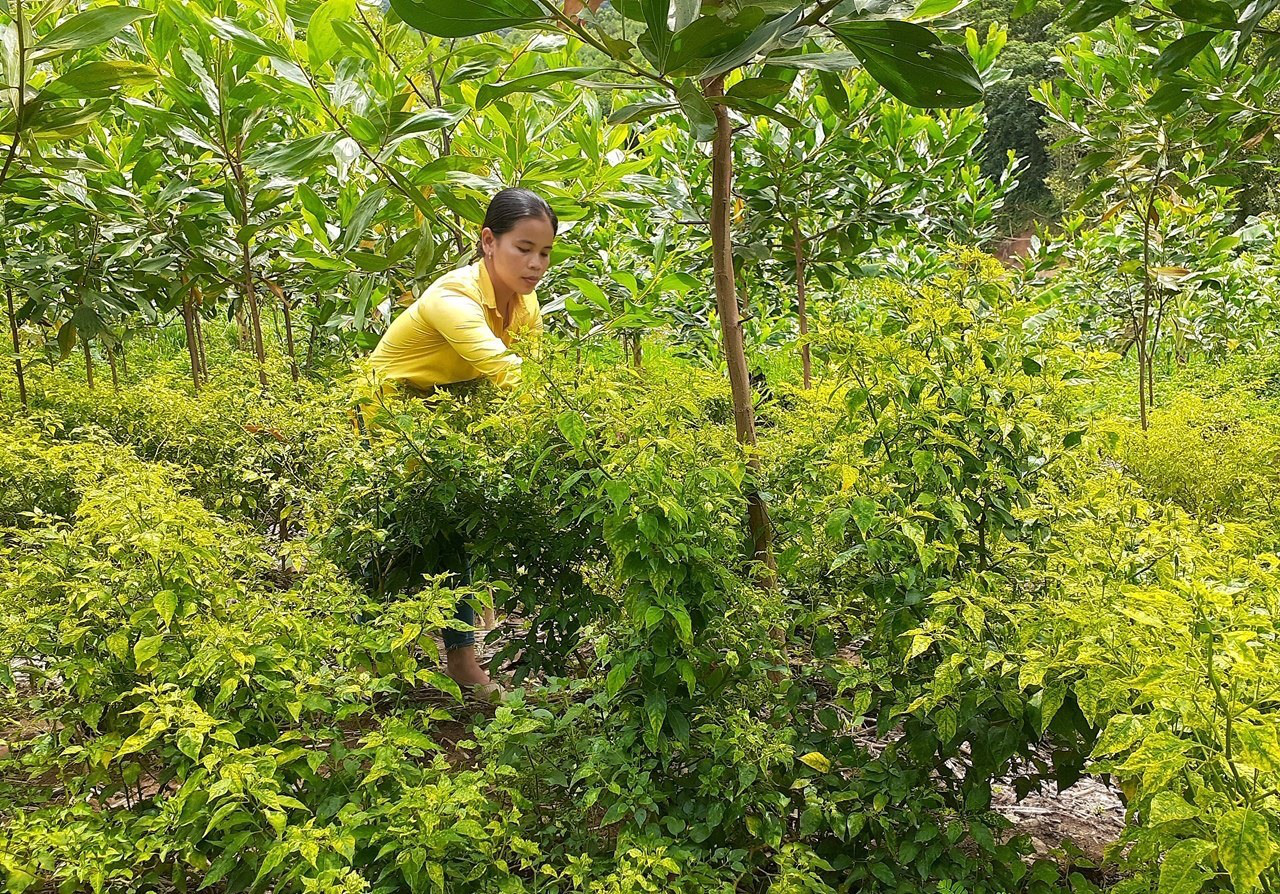 Ở nơi này, dân trồng cây &quot;vàng xanh&quot; tên nghe lạ, trái bé tí ti mà bán 300 ngàn/kg - Ảnh 2.