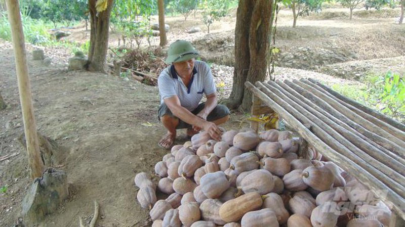 Khóc dở, mếu dở: Bán cả tạ bí ngô chỉ mua được... 1kg thịt lợn - Ảnh 3.