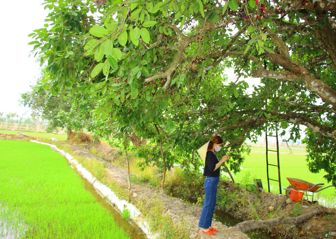 An Giang: Trái rừng đen sì xưa chỉ mọc hoang nay là hàng hiếm, có tiền cũng khó mua - Ảnh 1.