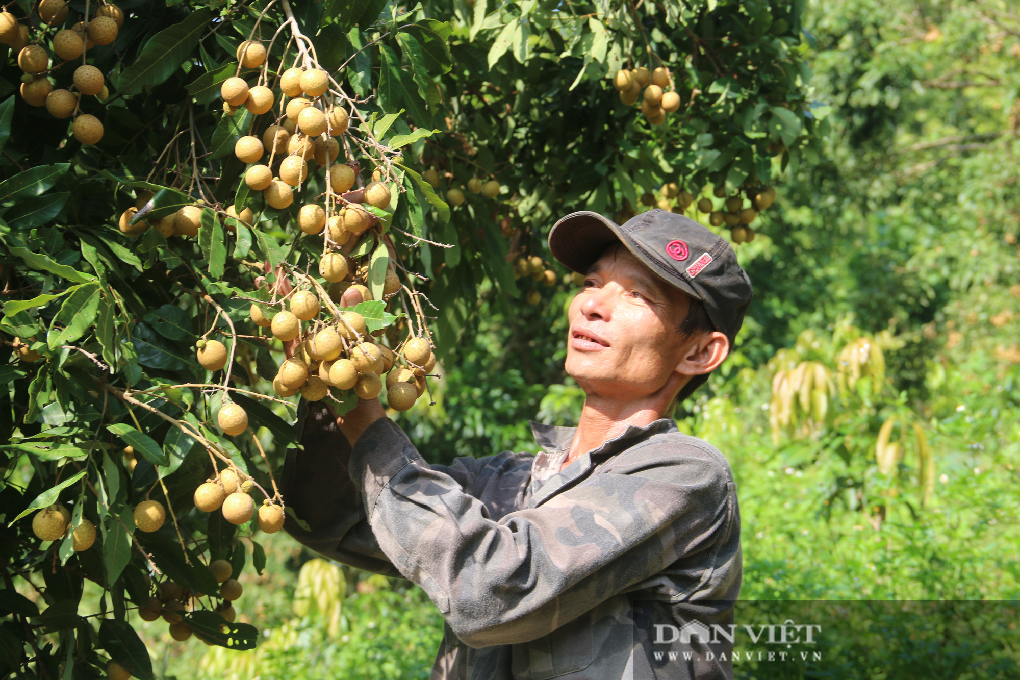 Ghép nhãn Miền Thiết lên nhãn địa phương, tưởng khùng ai ngờ lãi lớn - Ảnh 1.