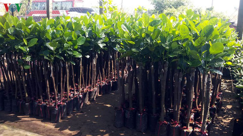 Sau hạn mặn, giá cây giống ở Tiền Giang tăng chóng mặt - Ảnh 1.
