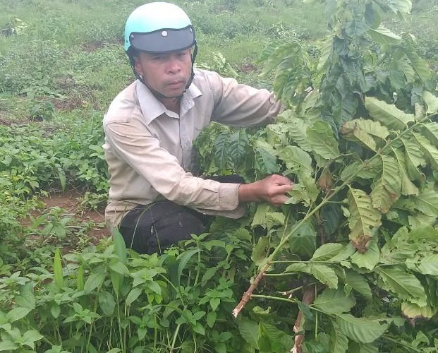 Lâm Đồng: Một hộ dân lần thứ 9 bị chặt phá hàng trăm cây cà phê - Ảnh 2.