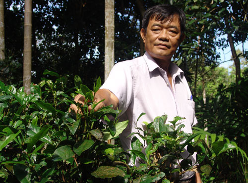 Đổ vốn cứu vườn trà cổ, giá mỗi kg hơn nửa triệu đồng - Ảnh 1.