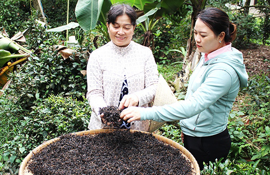 Đổ vốn cứu vườn trà cổ, giá mỗi kg hơn nửa triệu đồng - Ảnh 2.