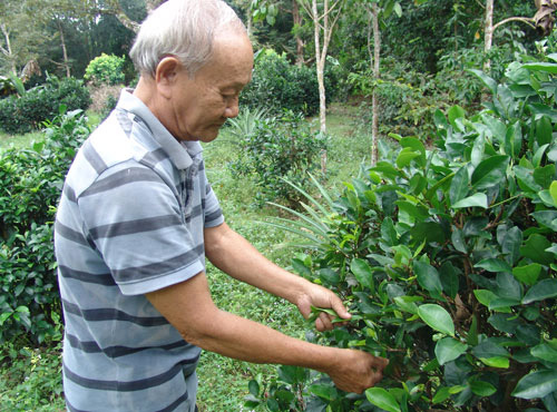 Đổ vốn cứu vườn trà cổ, giá mỗi kg hơn nửa triệu đồng - Ảnh 3.