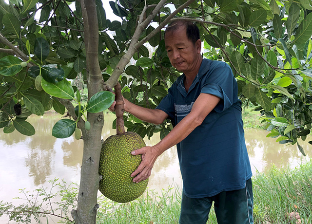 Đồng Tháp: Giá mít Thái cứ &quot;đuối&quot; dần mà thương lái chỉ mua loại mít này thôi - Ảnh 1.