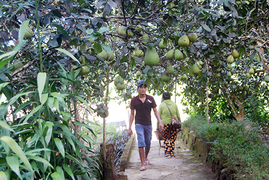 &quot;Lạc&quot; vào làng trồng thanh trà, cây nào cây nấy trĩu quả ở tỉnh Quảng Nam - Ảnh 1.
