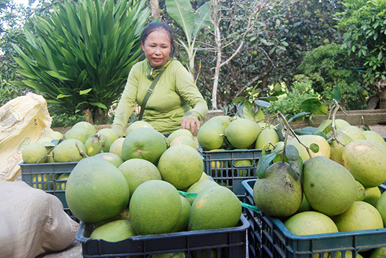 &quot;Lạc&quot; vào làng trồng thanh trà, cây nào cây nấy trĩu quả ở tỉnh Quảng Nam - Ảnh 4.