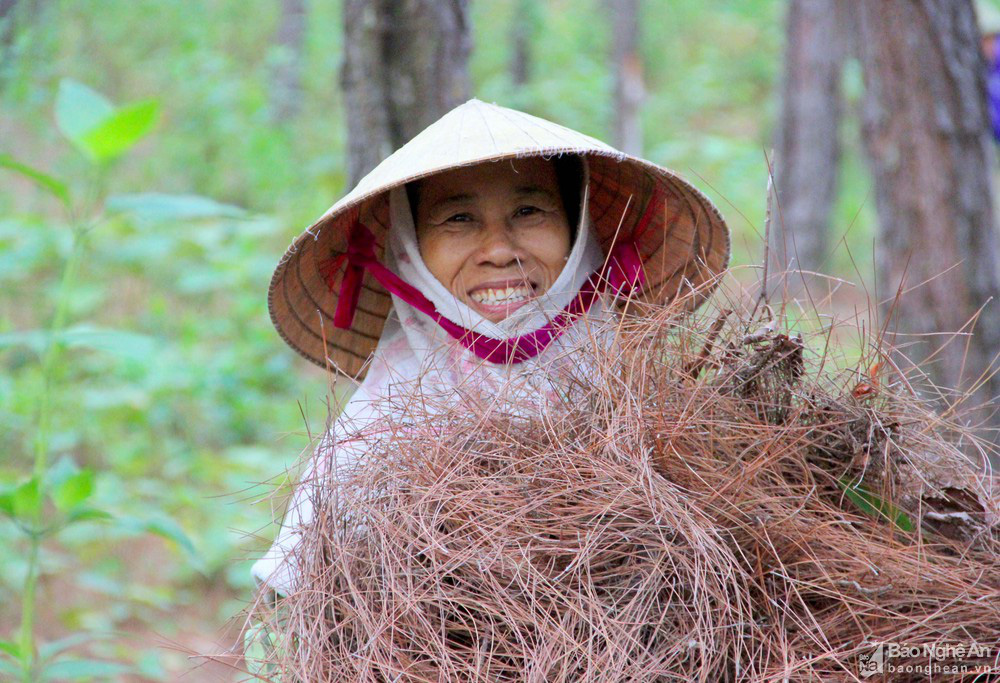 Hàng trăm người dân ở Nghệ An lũ lượt kéo nhau dậy từ tờ mờ sáng vào rừng săn &quot;lá vàng&quot; - Ảnh 4.