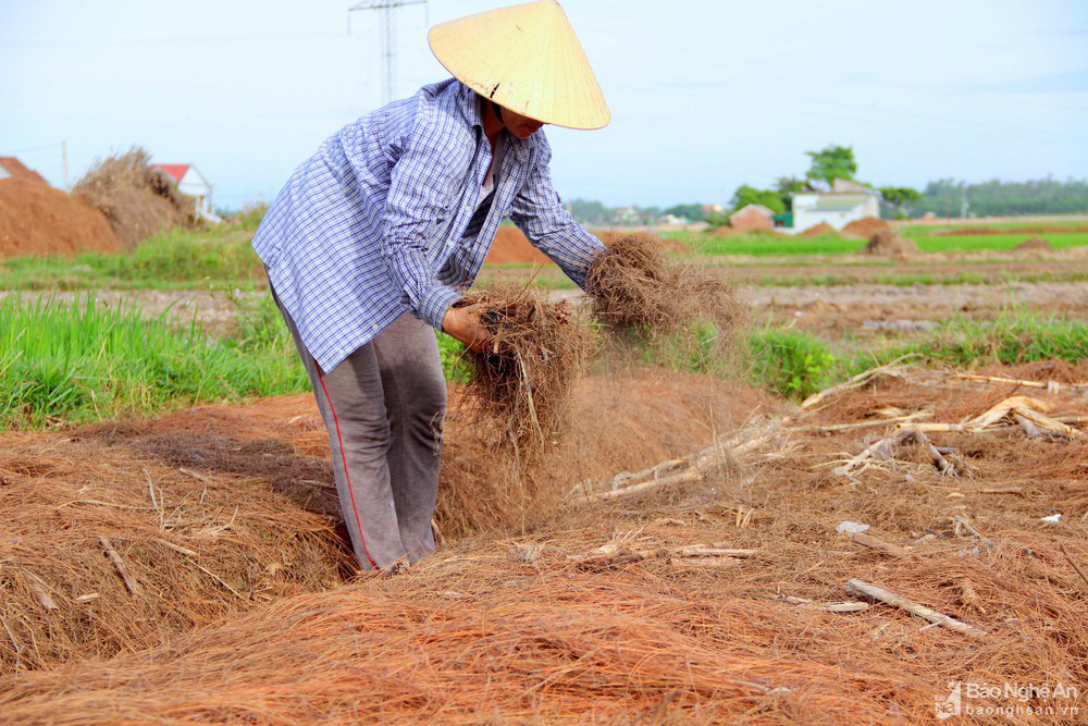 Hàng trăm người dân ở Nghệ An lũ lượt kéo nhau dậy từ tờ mờ sáng vào rừng săn &quot;lá vàng&quot; - Ảnh 6.