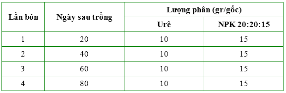 Đầu tư phân bón là mấu chốt quyết định năng suất của cây Mắc-ca  - Ảnh 5.