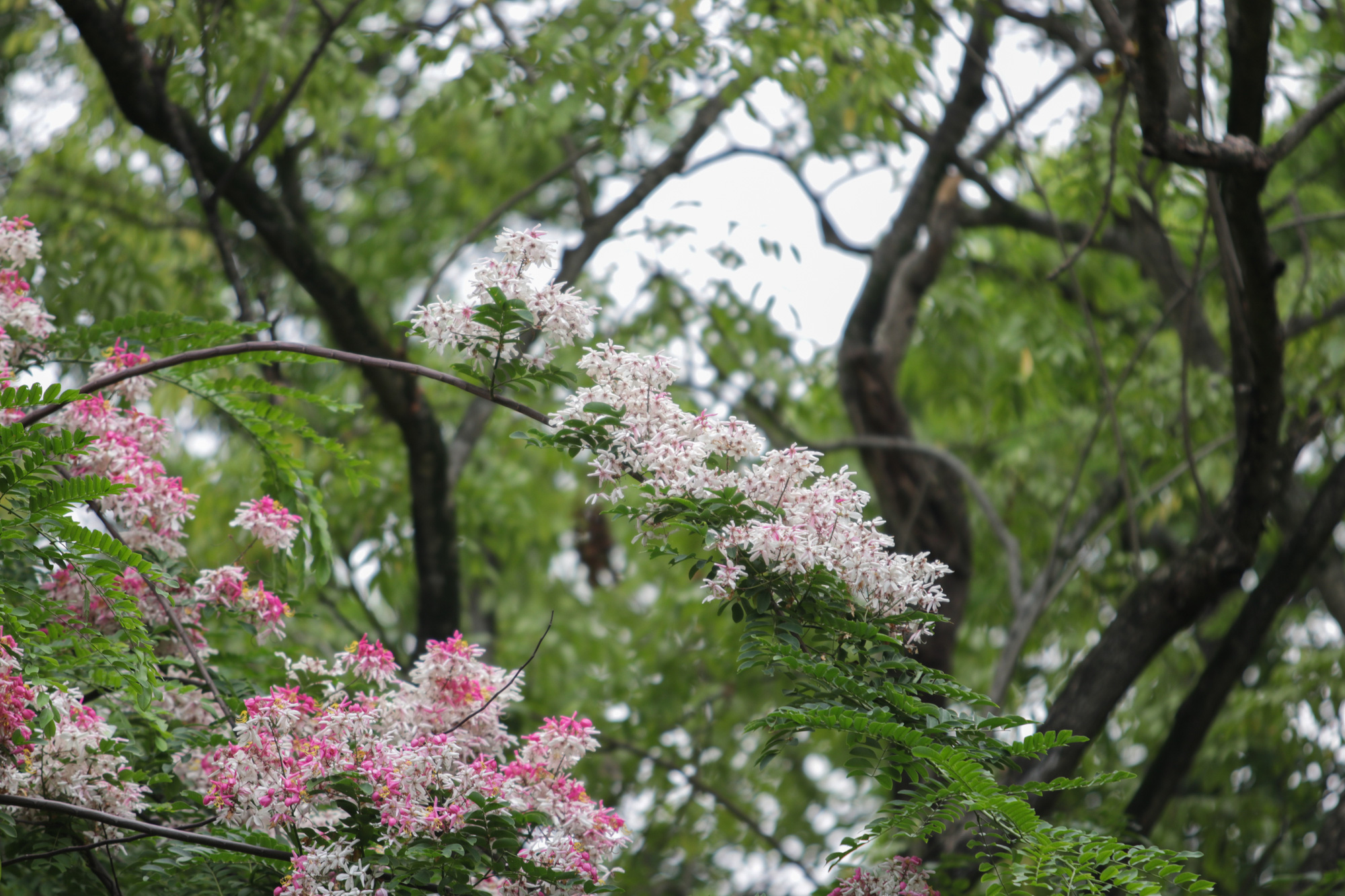 Mãn nhãn muồng hoa đào bung nở đẹp mê hồn ở Hà Nội - Ảnh 9.