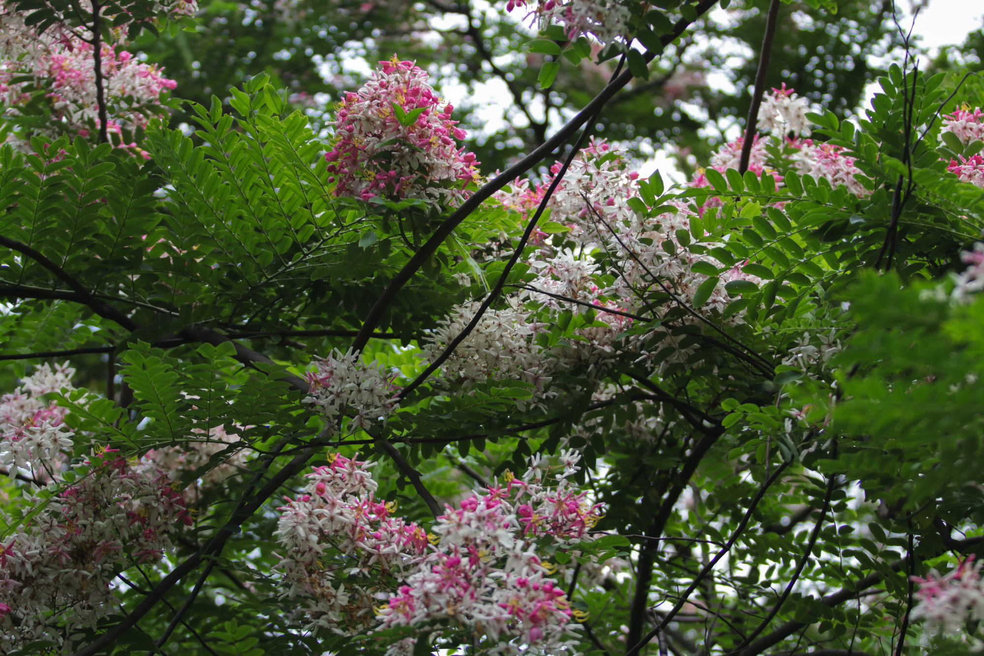 Mãn nhãn muồng hoa đào bung nở đẹp mê hồn ở Hà Nội - Ảnh 6.