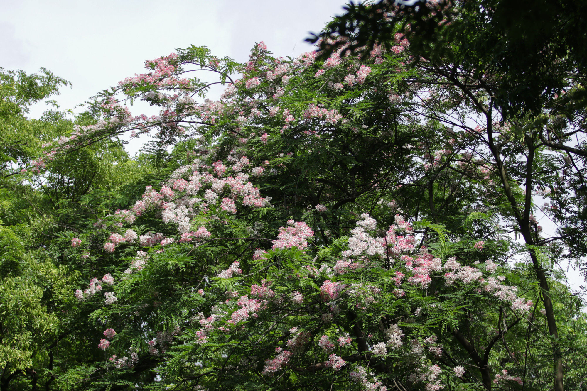 Mãn nhãn muồng hoa đào bung nở đẹp mê hồn ở Hà Nội - Ảnh 2.