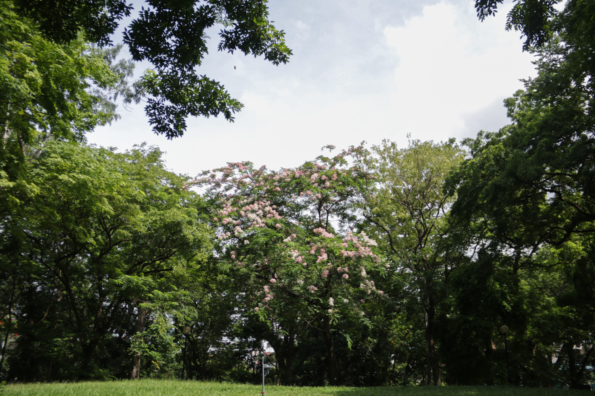 Mãn nhãn muồng hoa đào bung nở đẹp mê hồn ở Hà Nội - Ảnh 1.