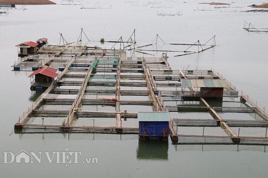 “Làm nương” trên sông, thu nhập hàng trăm triệu - Ảnh 2.