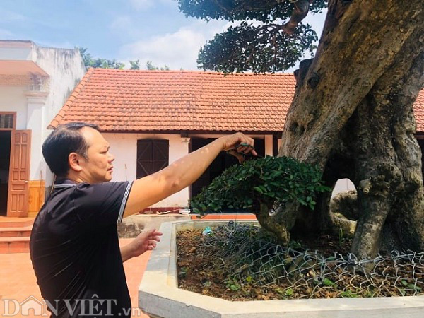 Phú Thọ: Ông thợ mộc mua cây Duối cổ 400 tuổi giá 2 triệu, trả 3 tỷ đồng không bán - Ảnh 3.
