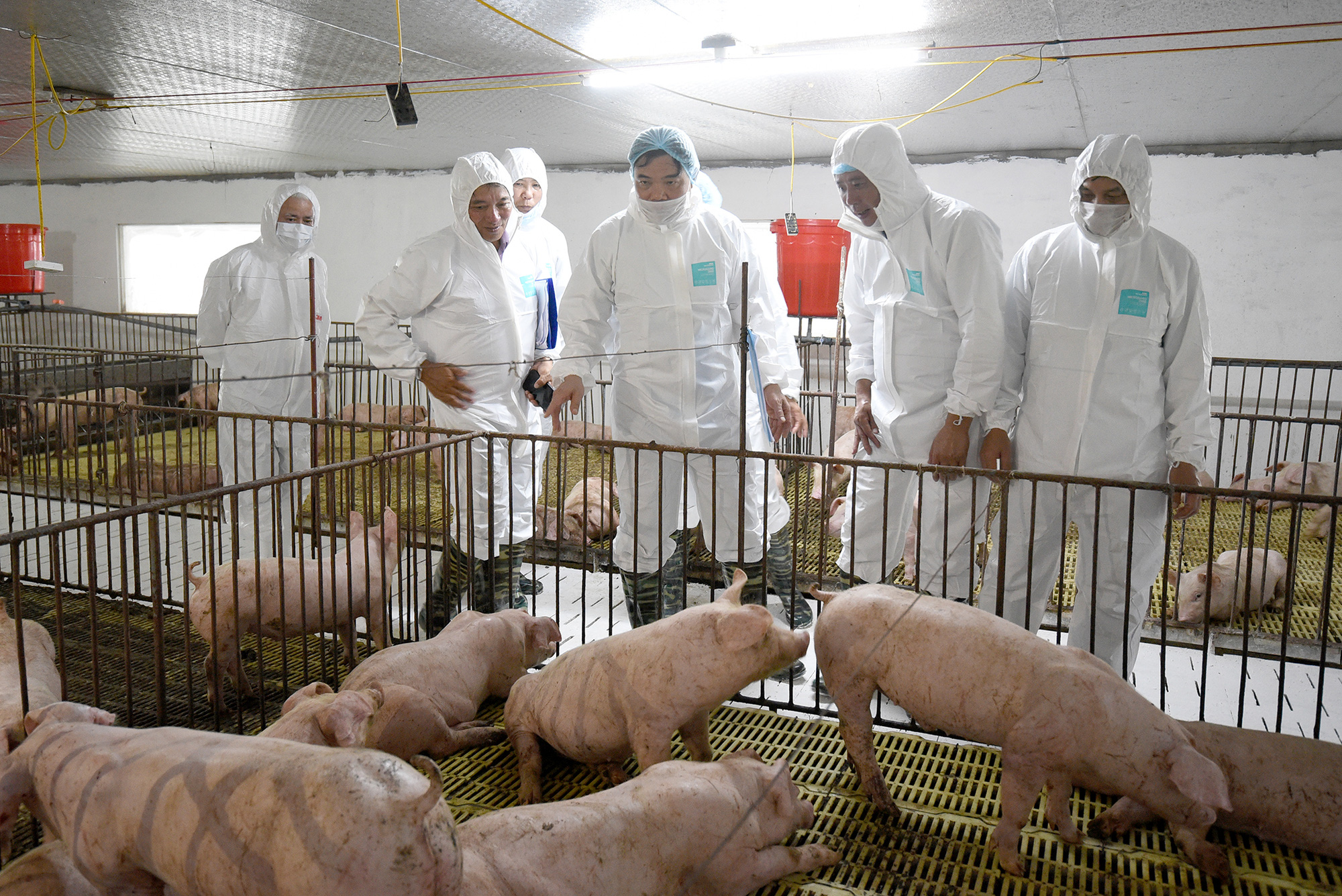 Bộ trưởng Nguyễn Xuân Cường: Tốc độ tăng đàn lợn giống đang rất cao - Ảnh 1.