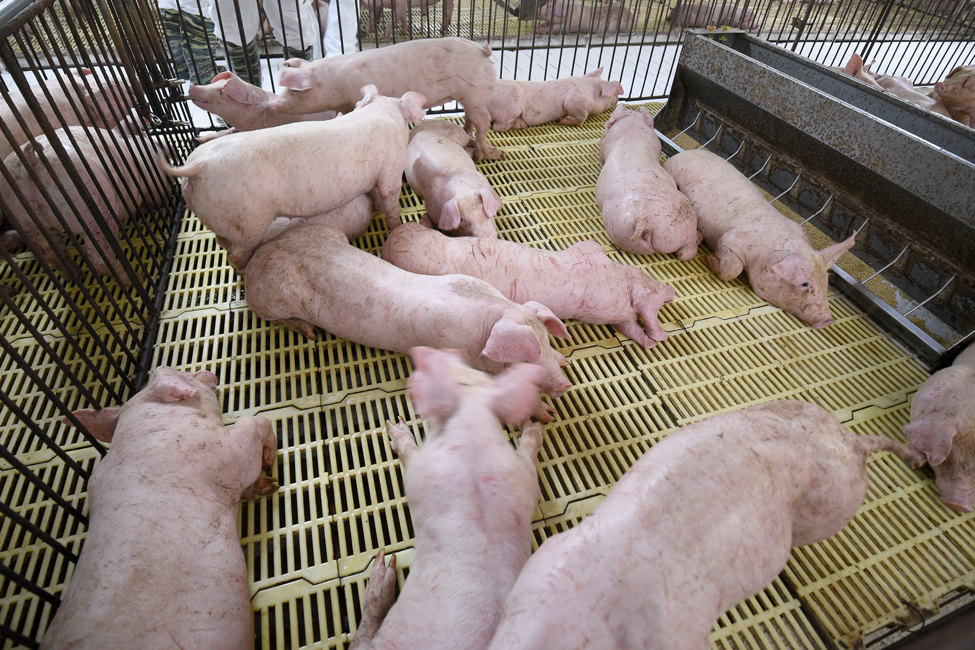 Bộ trưởng Nguyễn Xuân Cường: Tốc độ tăng đàn lợn giống đang rất cao - Ảnh 3.