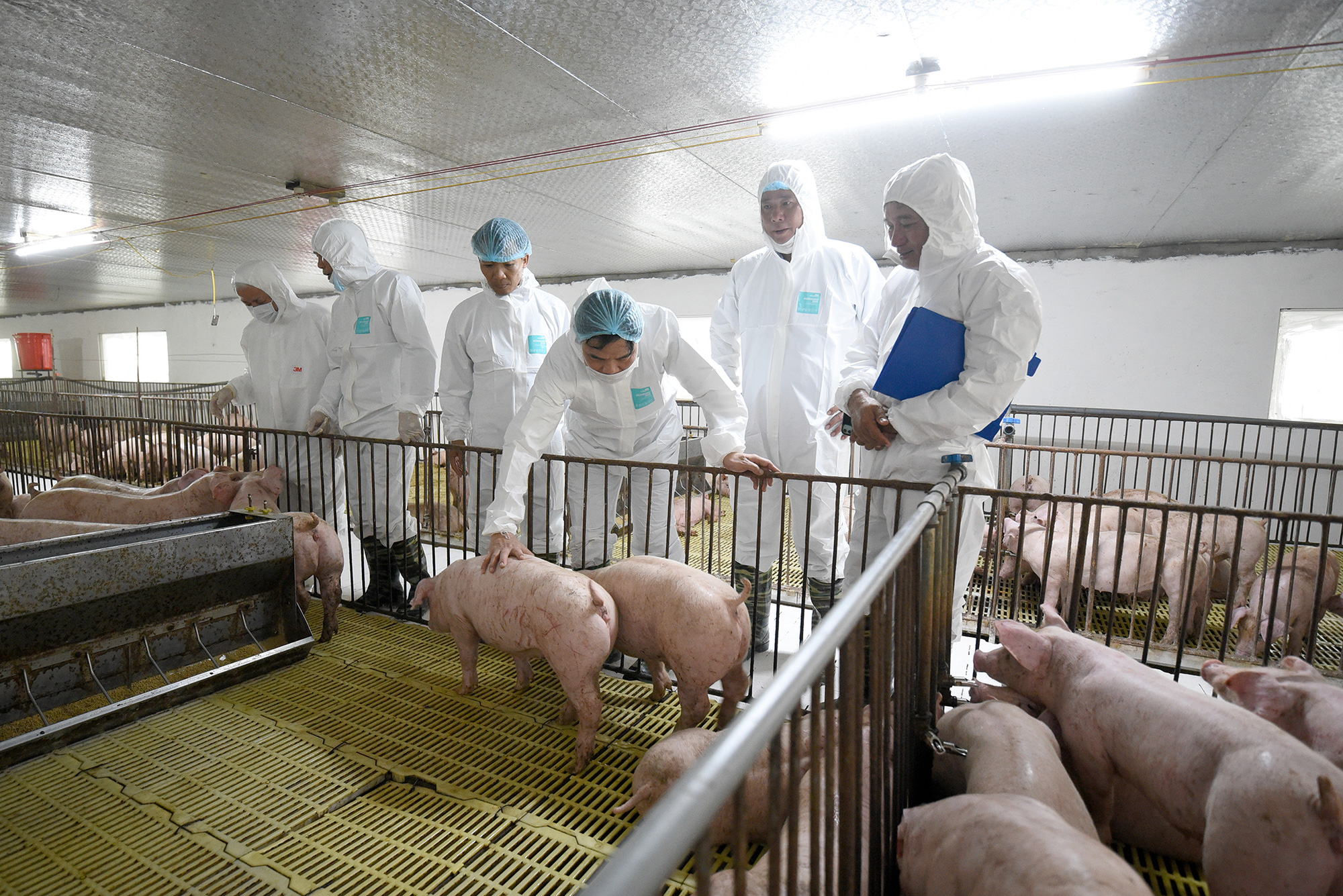 Bộ trưởng Nguyễn Xuân Cường: Tốc độ tăng đàn lợn giống đang rất cao - Ảnh 5.