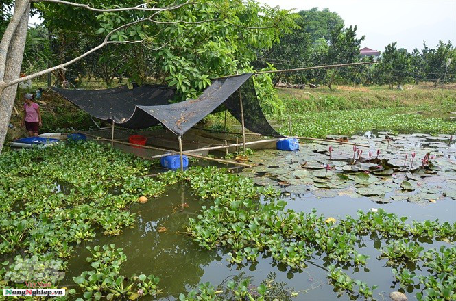 Nuôi loài sợ rét, 4 tháng ngủ li bì, nắng ấm lên đẻ sòn sòn, bán đắt tiền - Ảnh 10.