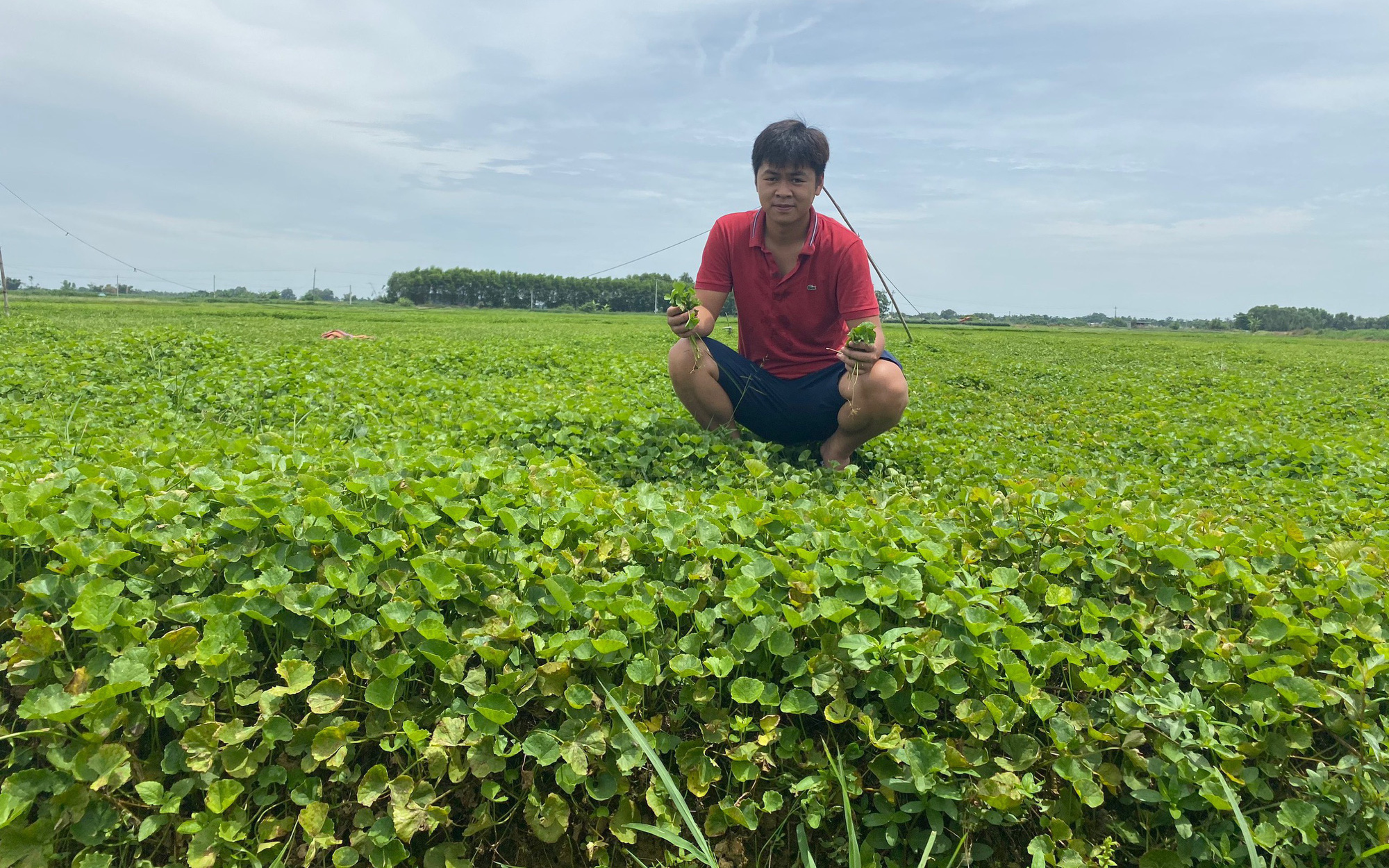 Nếu không tìm thấy nước rau má đậu xanh đóng chai sẵn, có thể tự làm ở nhà được không?