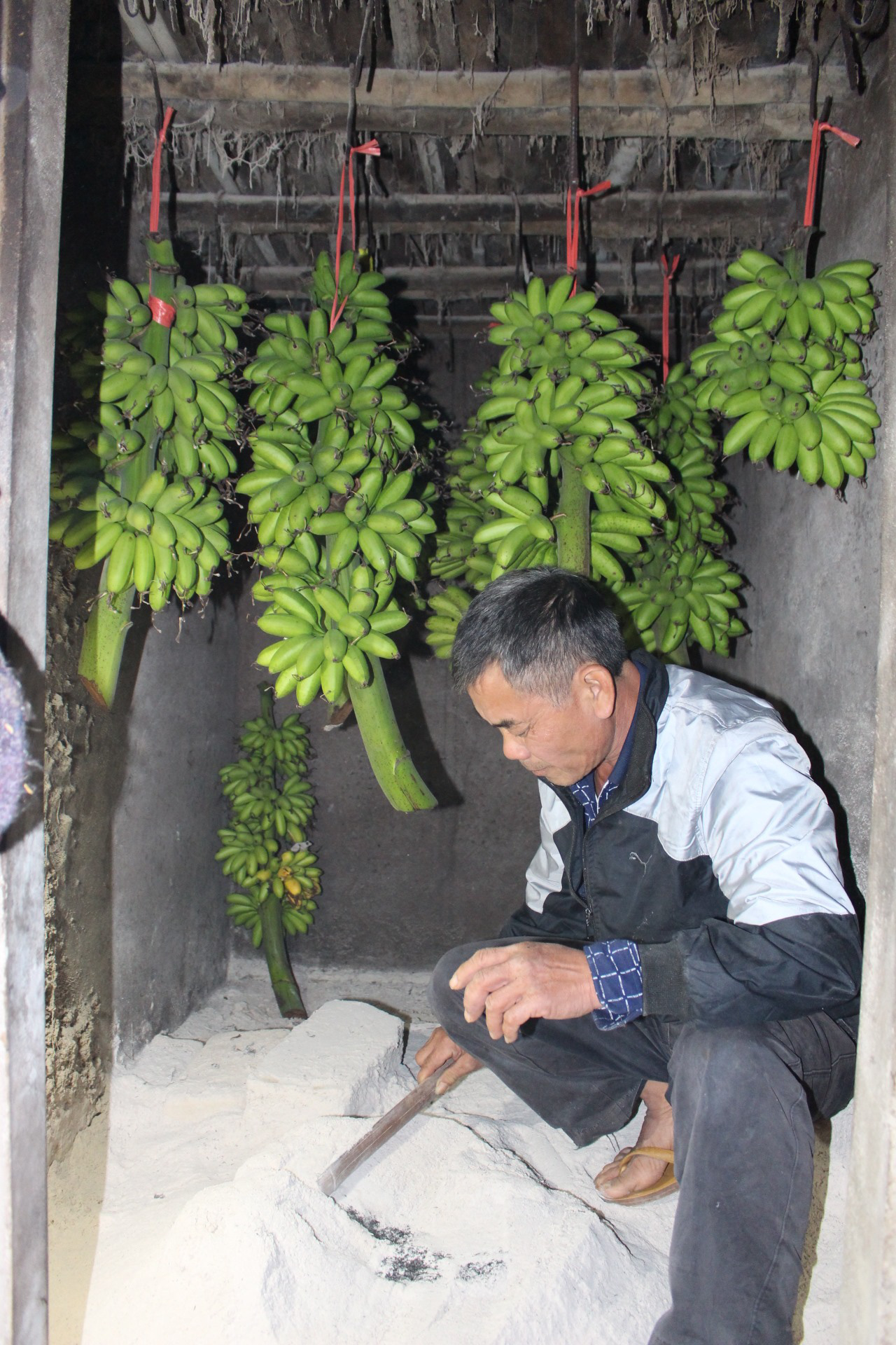 Khôi phục và bảo tồn thành công giống chuối quê làng Vũ Đại - Ảnh 5.