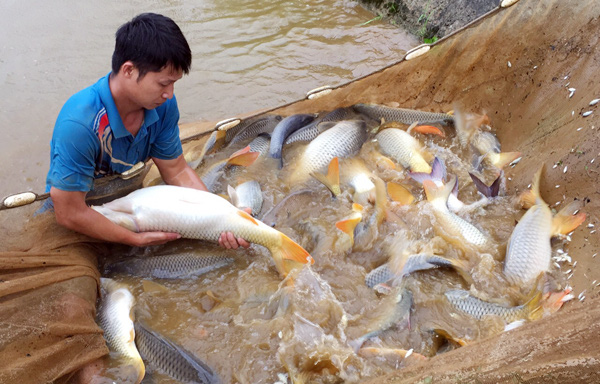 Xem những người đàn ông vạm vỡ hành nghề &quot;đỡ đẻ&quot; cho đàn cá chép to bự ở Lào Cai - Ảnh 1.