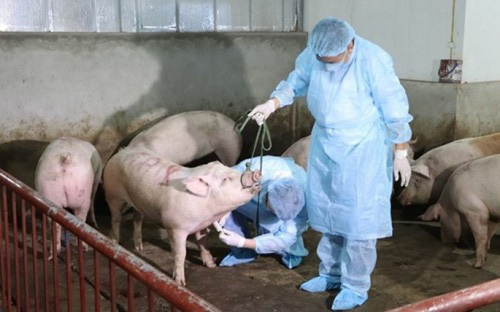 Lập Kế hoạch quốc gia phòng, chống bệnh dịch tả lợn châu Phi - Ảnh 1.