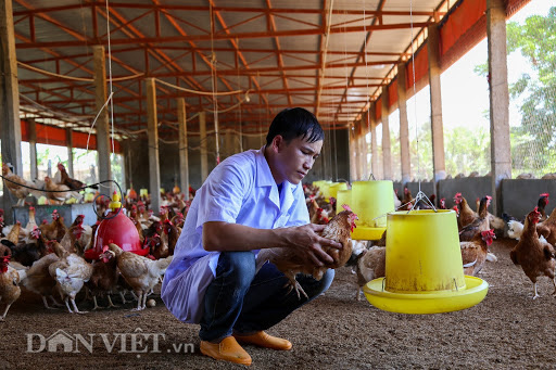 Chàng kỹ sư 9x bỏ nghề về quê nuôi gà theo phương pháp độc lạ - Ảnh 2.