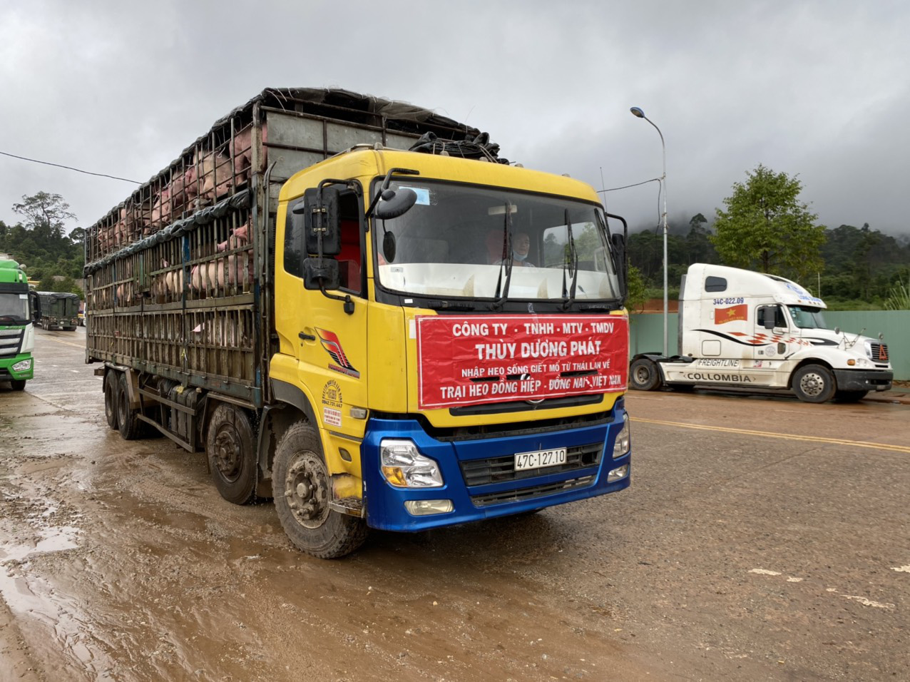 Heo thịt Thái Lan từng không cạnh tranh được với heo Việt, phải bán lỗ vốn - Ảnh 1.