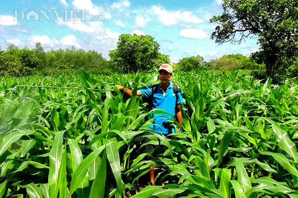 Trồng bắp thảo dược, ăn sống, anh nông dân tha hồ thu tiền - Ảnh 3.