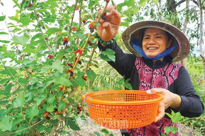 Cà Mau: Mang thứ &quot;cây lạ&quot; về nhà trồng, tha hồ hái trái, bán tới 100 ngàn đồng mỗi ký - Ảnh 1.