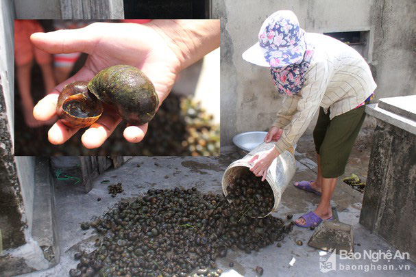 Nghệ An: Đổ xô đi &quot;săn&quot; ốc bưu vàng - Ảnh 3.